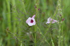 Sopubia trifida